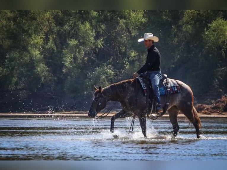 Appaloosa Giumenta 12 Anni 150 cm Roano rosso in Gainesville, TX