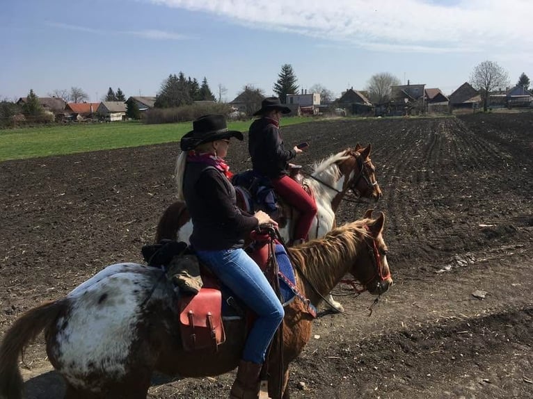 Appaloosa Giumenta 12 Anni 151 cm Sauro scuro in Tesedikovo