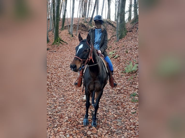 Appaloosa Giumenta 12 Anni 154 cm Baio in Erlach