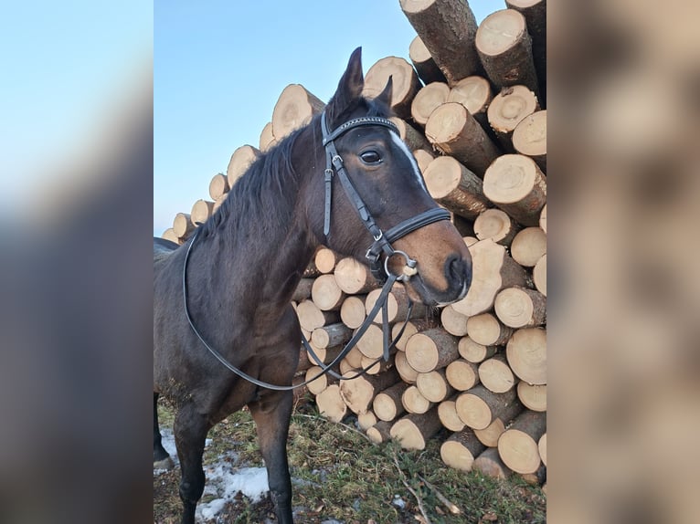 Appaloosa Giumenta 12 Anni 154 cm Baio in Erlach