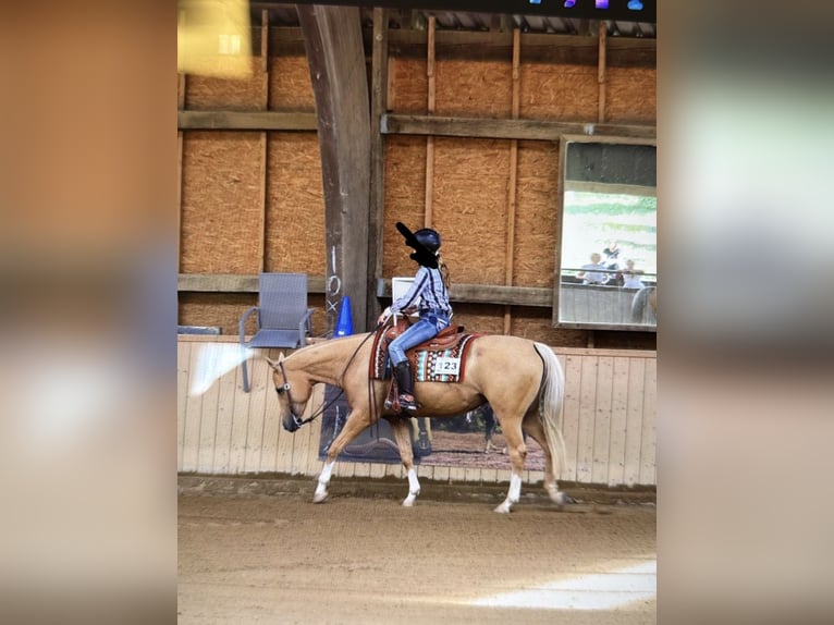 Appaloosa Giumenta 12 Anni 154 cm Palomino in TammTamm