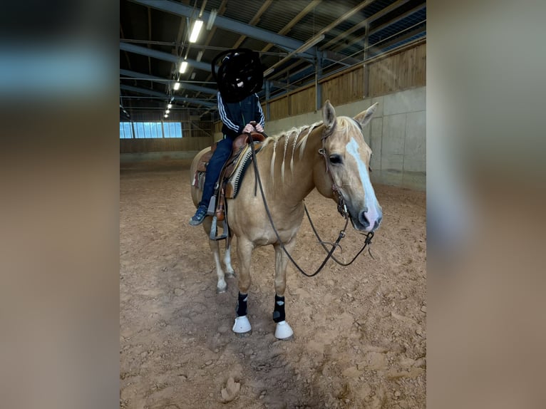 Appaloosa Giumenta 12 Anni 154 cm Palomino in TammTamm