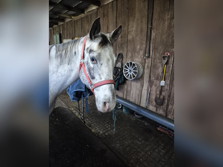 Appaloosa Giumenta 12 Anni 155 cm  in Neumünster