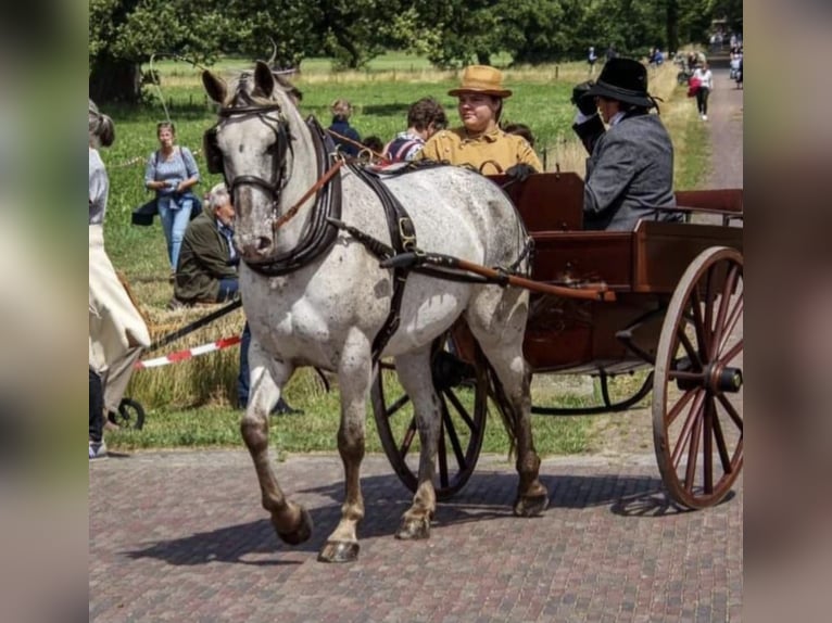 Appaloosa Mix Giumenta 12 Anni 156 cm Leopard in Tubbergen