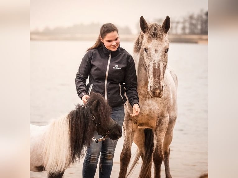 Appaloosa Mix Giumenta 12 Anni 156 cm Leopard in Tubbergen