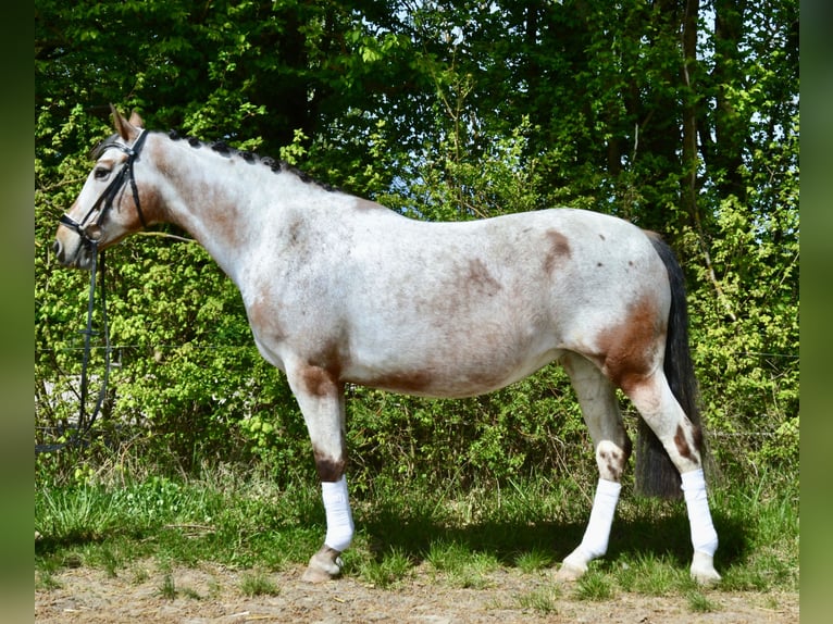 Appaloosa Giumenta 12 Anni 158 cm Leopard in Würzburg