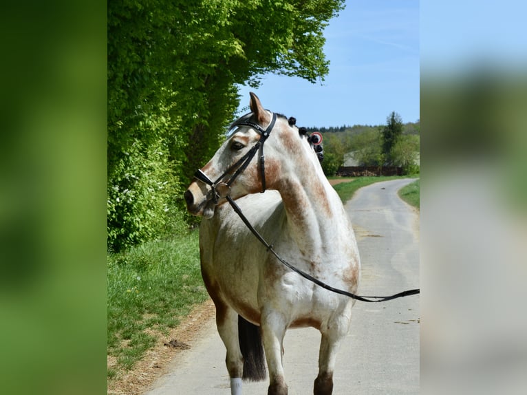 Appaloosa Giumenta 12 Anni 158 cm Leopard in Würzburg