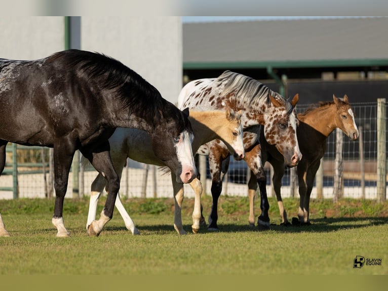 Appaloosa Giumenta 12 Anni 165 cm Morello in Whitesboro