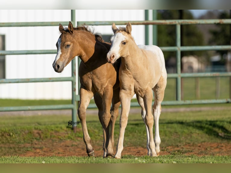 Appaloosa Giumenta 12 Anni 165 cm Morello in Whitesboro