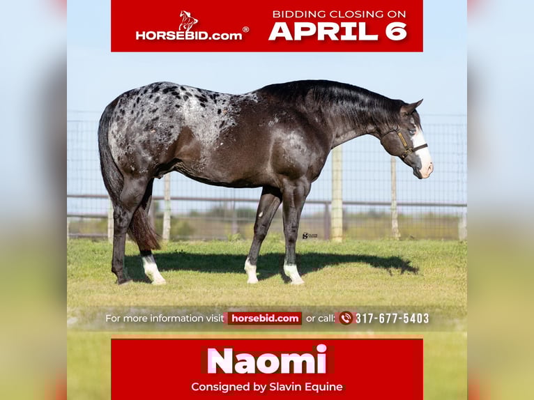 Appaloosa Giumenta 12 Anni 165 cm Morello in Whitesboro