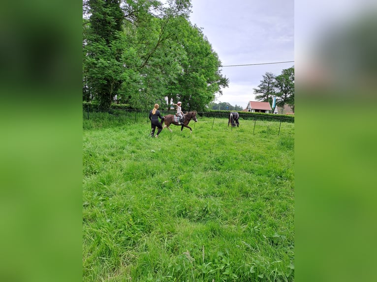 Appaloosa Giumenta 13 Anni 133 cm Tobiano-tutti i colori in Schapen