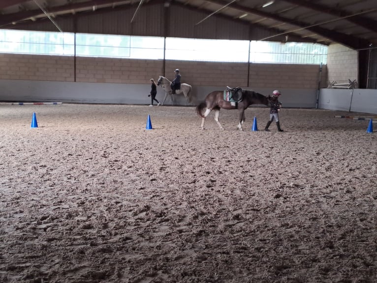 Appaloosa Giumenta 13 Anni 133 cm Tobiano-tutti i colori in Schapen