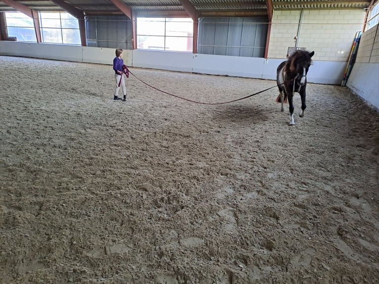 Appaloosa Giumenta 13 Anni 133 cm Tobiano-tutti i colori in Schapen