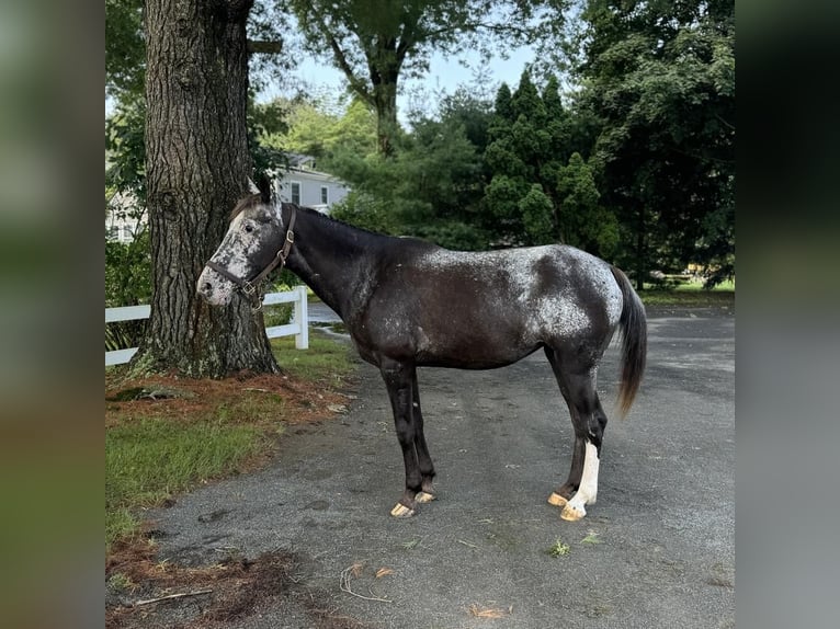 Appaloosa Giumenta 13 Anni 145 cm Morello in Granby, CT