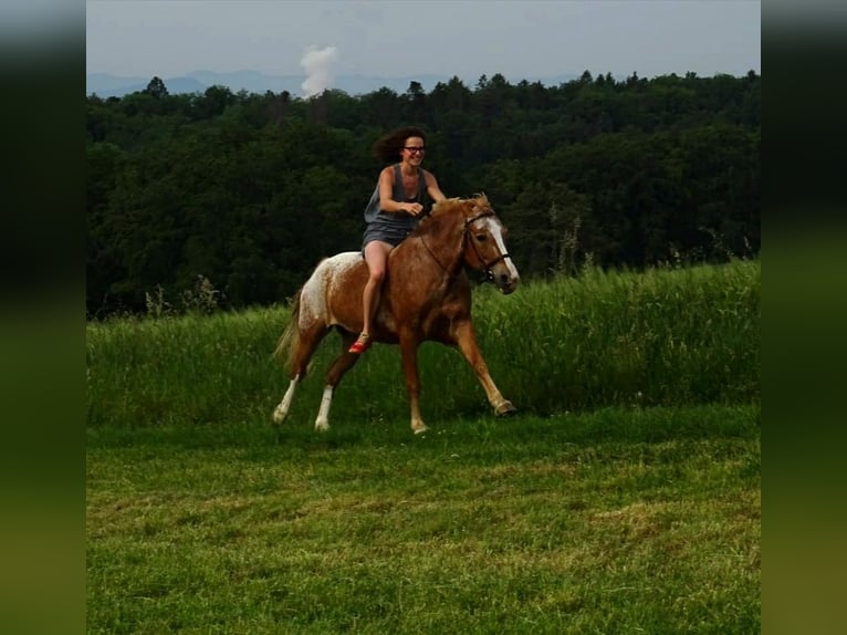 Appaloosa Mix Giumenta 13 Anni 146 cm Roano rosso in Klettgau