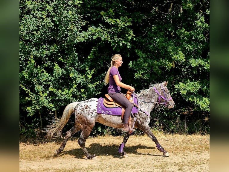 Appaloosa Giumenta 13 Anni 148 cm Leopard in Linkenbach