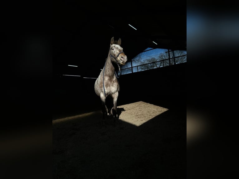 Appaloosa Mix Giumenta 13 Anni 148 cm Roano rosso in Burgwedel