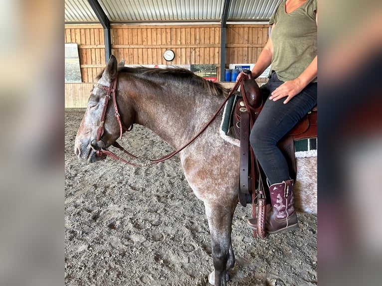 Appaloosa Mix Giumenta 13 Anni 148 cm Roano rosso in Burgwedel