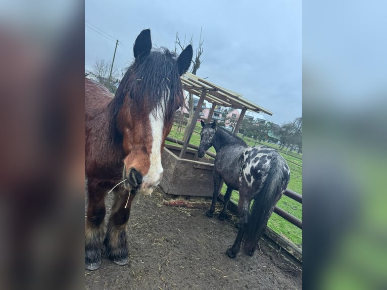 Appaloosa Giumenta 13 Anni 149 cm Pezzato in Hürth