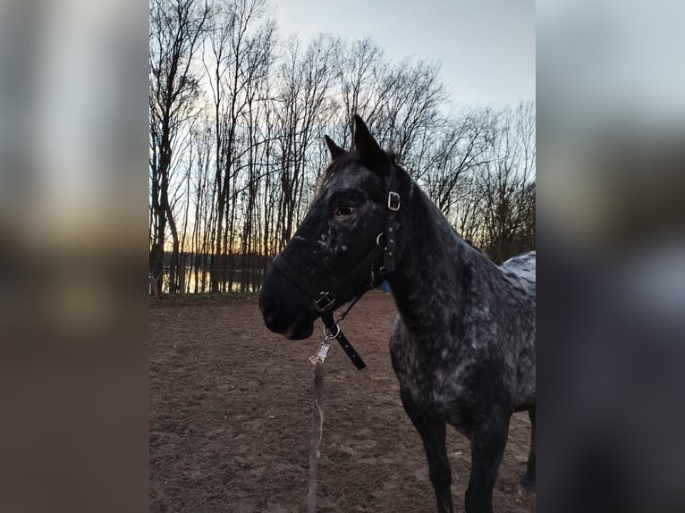 Appaloosa Giumenta 13 Anni 149 cm Pezzato in Hürth