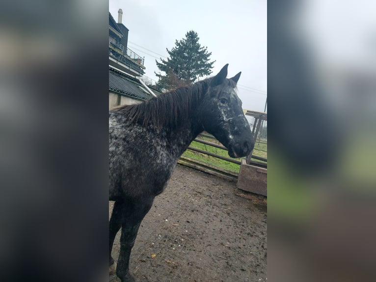 Appaloosa Giumenta 13 Anni 149 cm Pezzato in Hürth