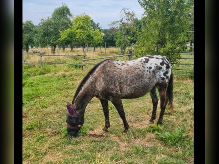 Appaloosa Giumenta 13 Anni 149 cm Pezzato in Hürth