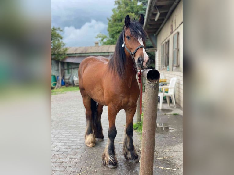 Appaloosa Giumenta 13 Anni 149 cm Pezzato in Hürth