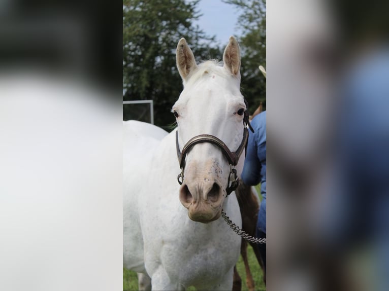 Appaloosa Giumenta 13 Anni 151 cm Bianco in N&#xF6;rdlingen