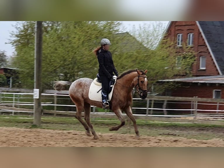 Appaloosa Mix Giumenta 13 Anni 158 cm  in Hamwarde