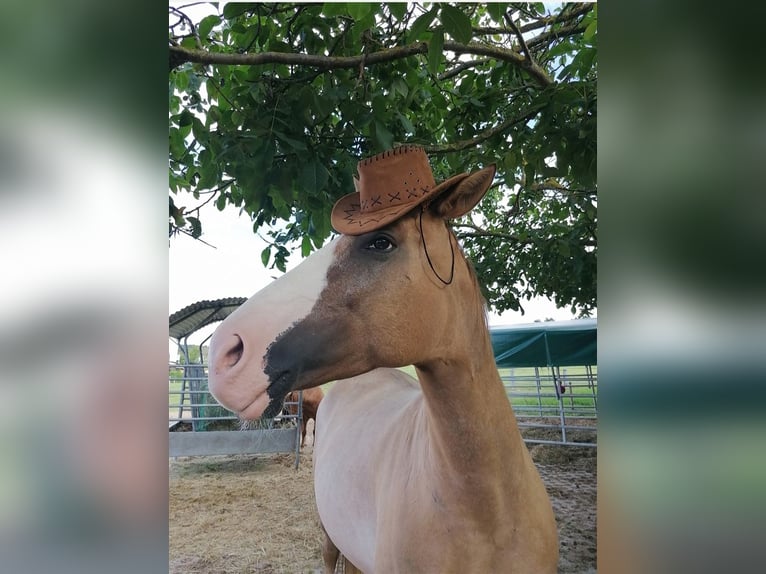 Appaloosa Mix Giumenta 13 Anni 162 cm Palomino in Frielendorf