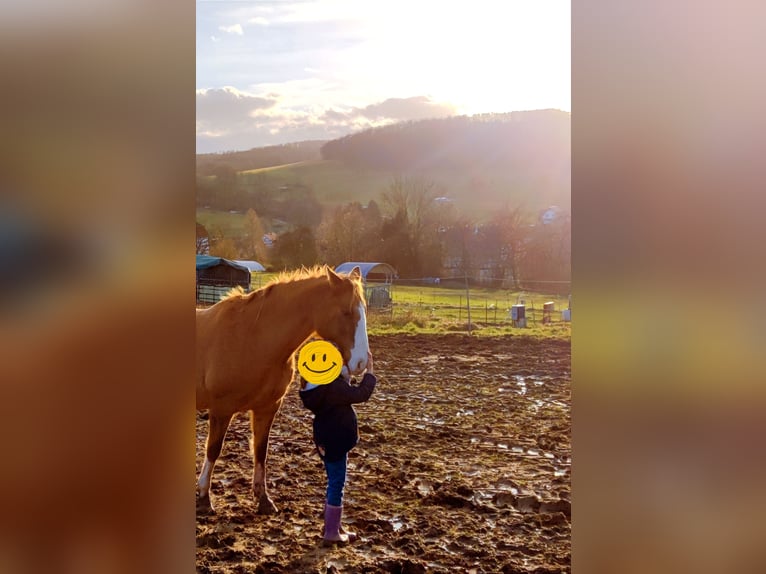 Appaloosa Mix Giumenta 13 Anni 162 cm Palomino in Frielendorf