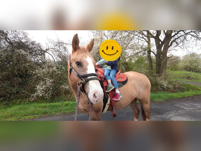 Appaloosa Mix Giumenta 13 Anni 162 cm Palomino in Frielendorf