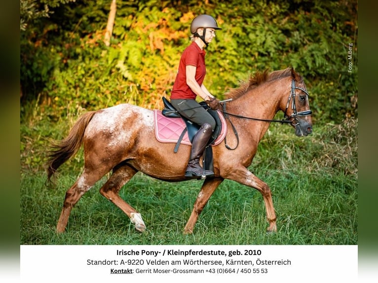 Appaloosa Mix Giumenta 14 Anni 142 cm in Velden