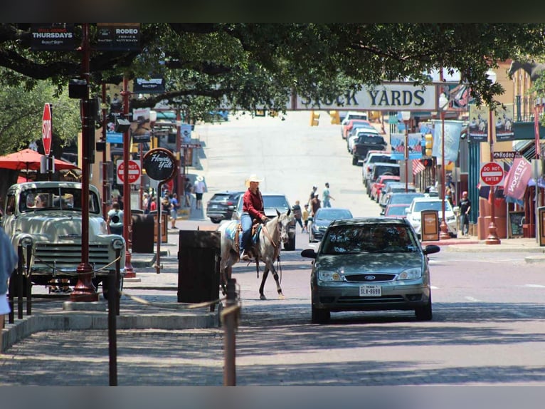 Appaloosa Giumenta 14 Anni 145 cm Grigio in stephenville TX