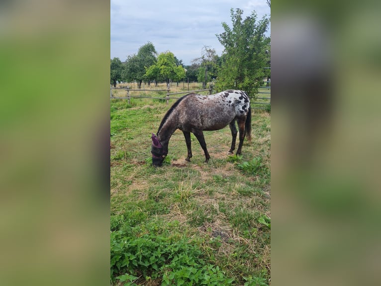 Appaloosa Giumenta 14 Anni 149 cm Leopard in Hürth