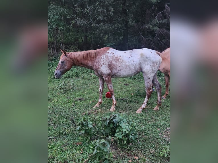 Appaloosa Giumenta 14 Anni 152 cm Grigio rossastro in Goodman