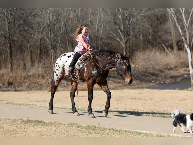 Appaloosa Giumenta 14 Anni 152 cm  in Forney
