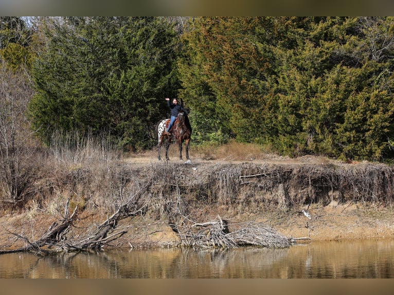 Appaloosa Giumenta 14 Anni 152 cm  in Forney