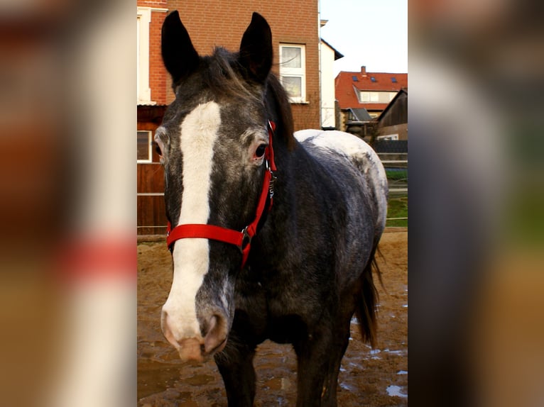 Appaloosa Giumenta 14 Anni 154 cm Leopard in Velpke