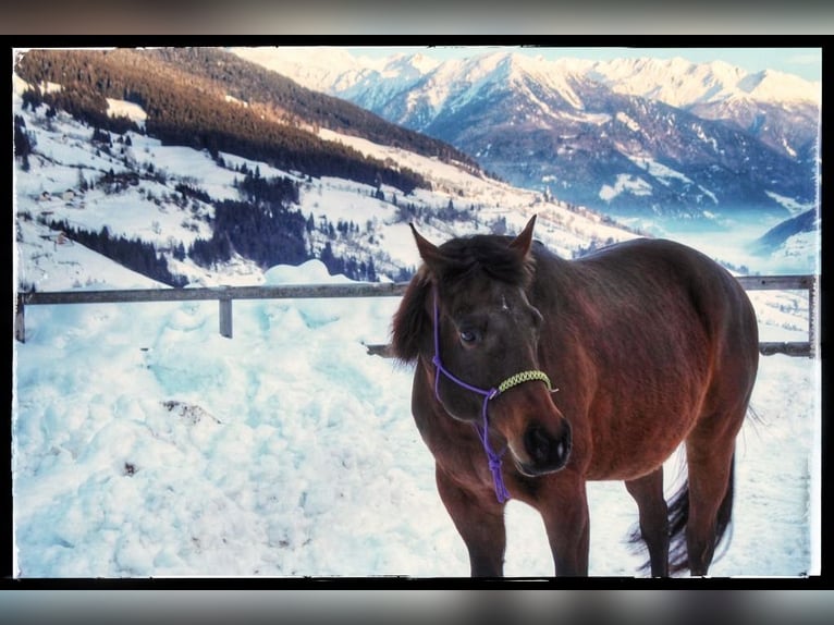 Appaloosa Giumenta 14 Anni 155 cm Baio in Brixen