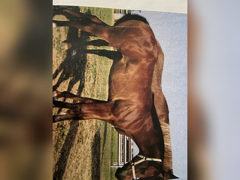 Appaloosa Giumenta 14 Anni 155 cm Baio in Brixen