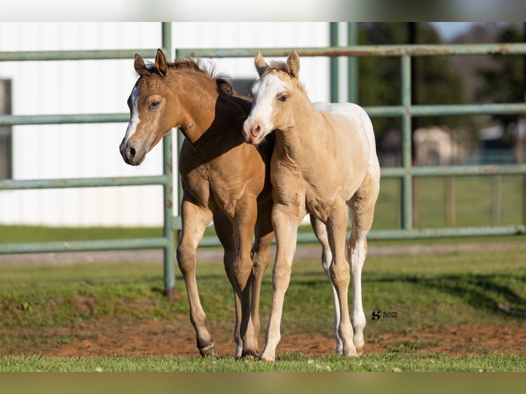 Appaloosa Giumenta 14 Anni 160 cm Baio ciliegia in Whitesboro