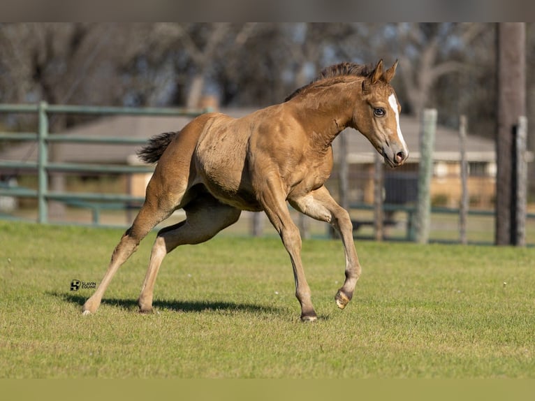 Appaloosa Giumenta 14 Anni 160 cm Baio ciliegia in Whitesboro