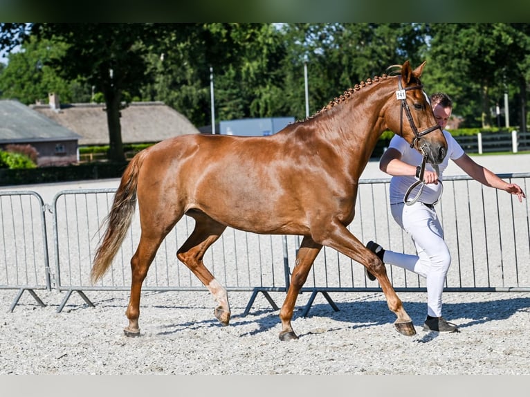 Appaloosa Giumenta 14 Anni 162 cm Leopard in Beemte Broekland