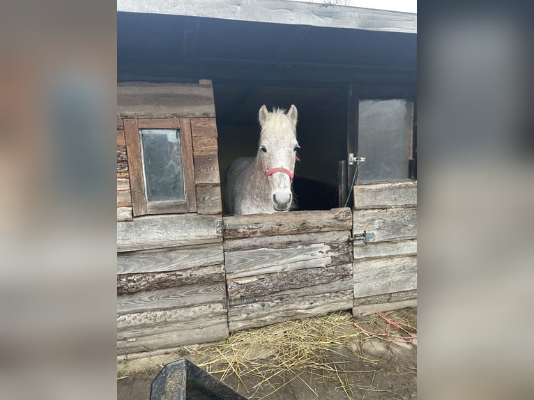 Appaloosa Giumenta 15 Anni 140 cm Grigio in Norderstedt