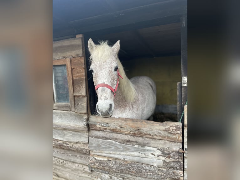 Appaloosa Giumenta 15 Anni 140 cm Grigio in Norderstedt