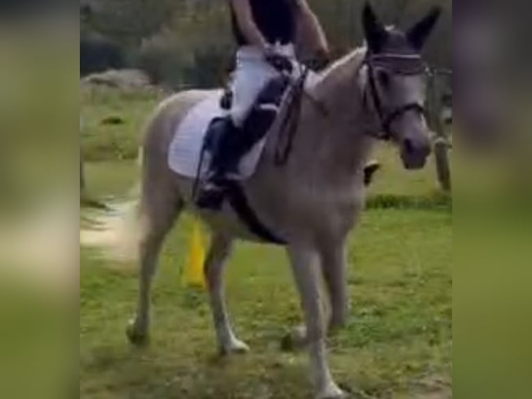 Appaloosa Giumenta 15 Anni 140 cm Grigio in Norderstedt