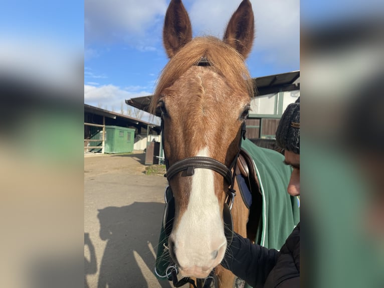 Appaloosa Giumenta 15 Anni 143 cm Sauro in Argenta