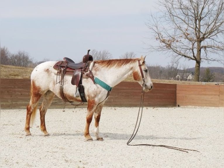 Appaloosa Giumenta 15 Anni 152 cm Bianco in Lancaster