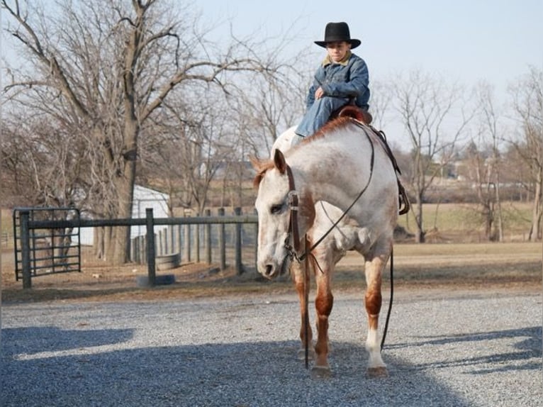 Appaloosa Giumenta 15 Anni 152 cm Bianco in Lancaster